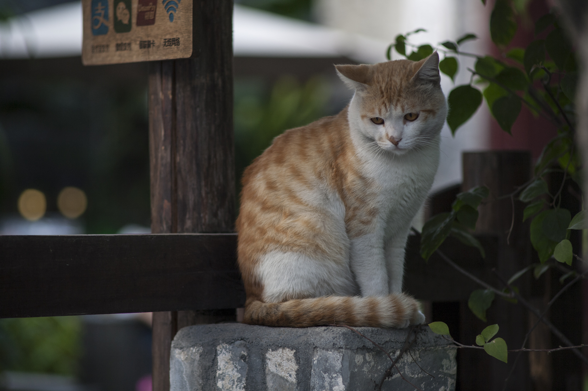 佳能ef 135mm f/2.8 柔焦